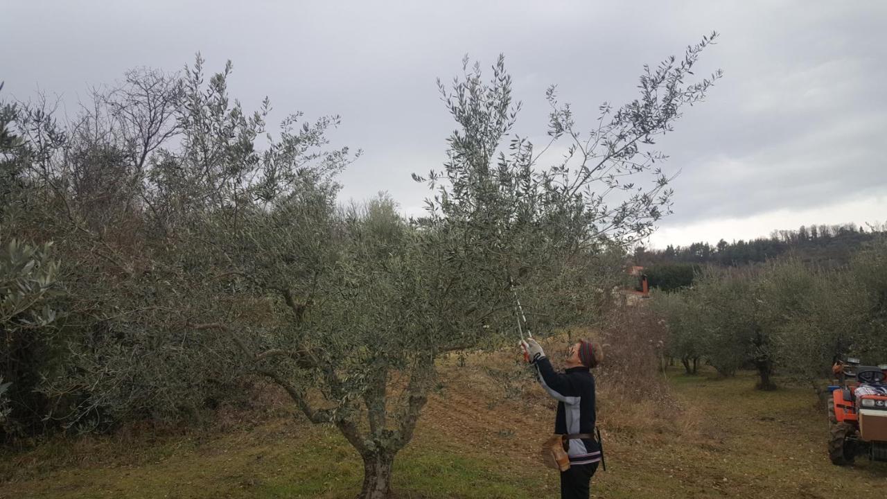 Apartma Istra Zora Sečovlje 外观 照片